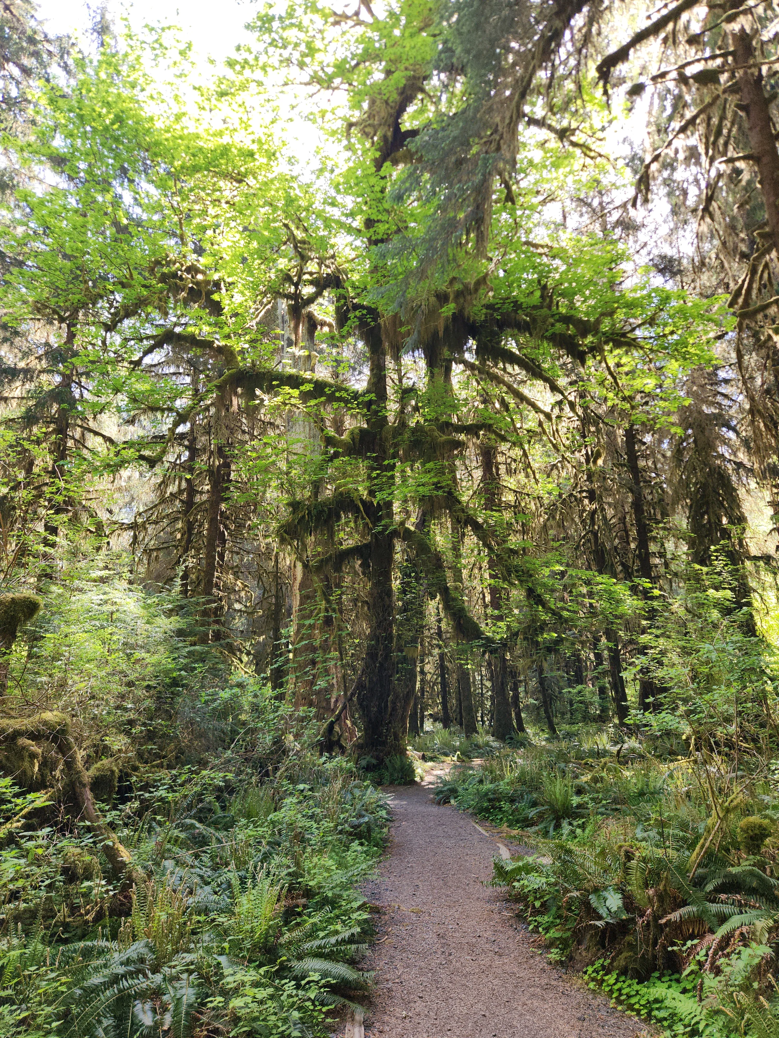 Rainforest