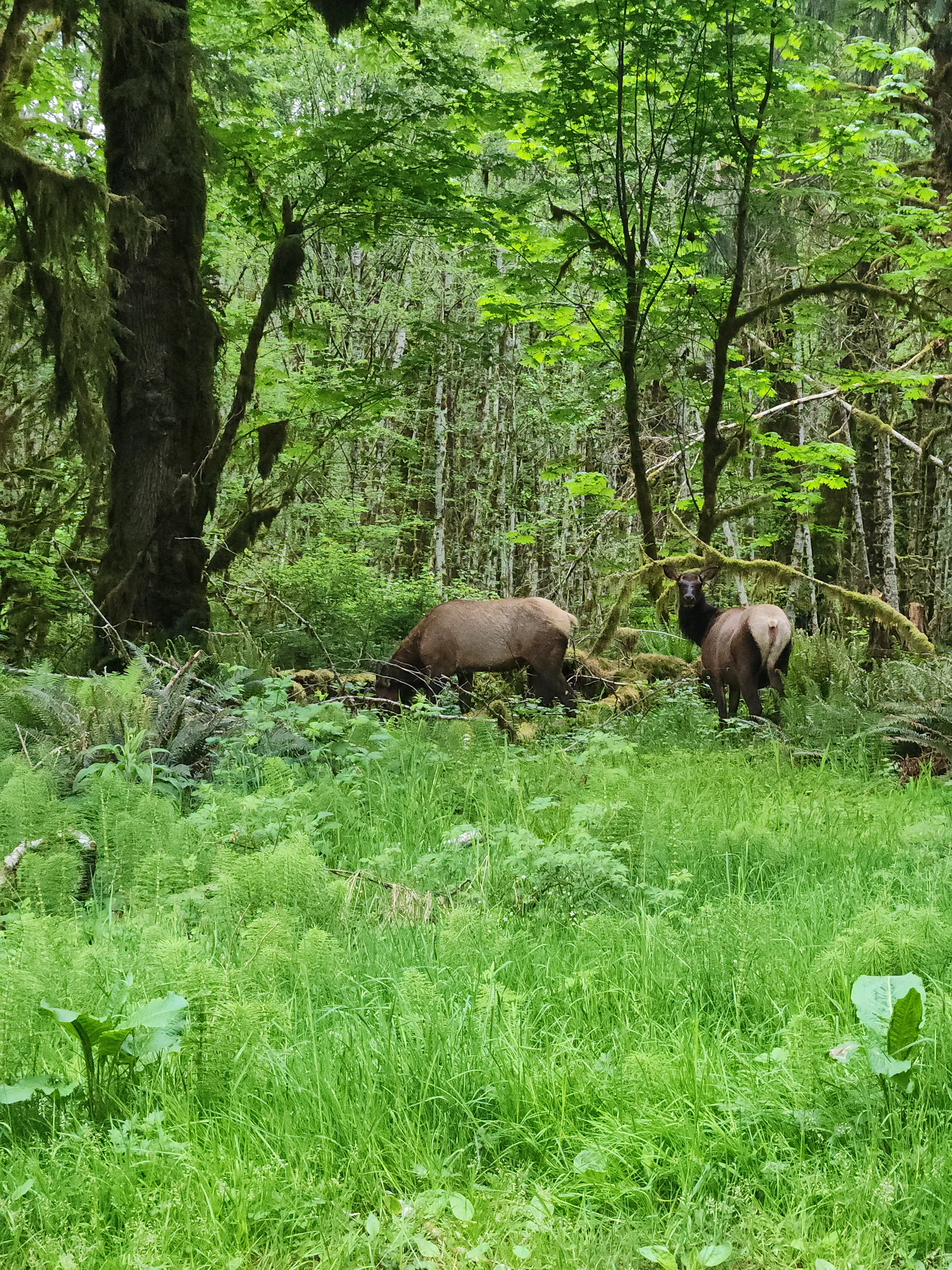 Elk
