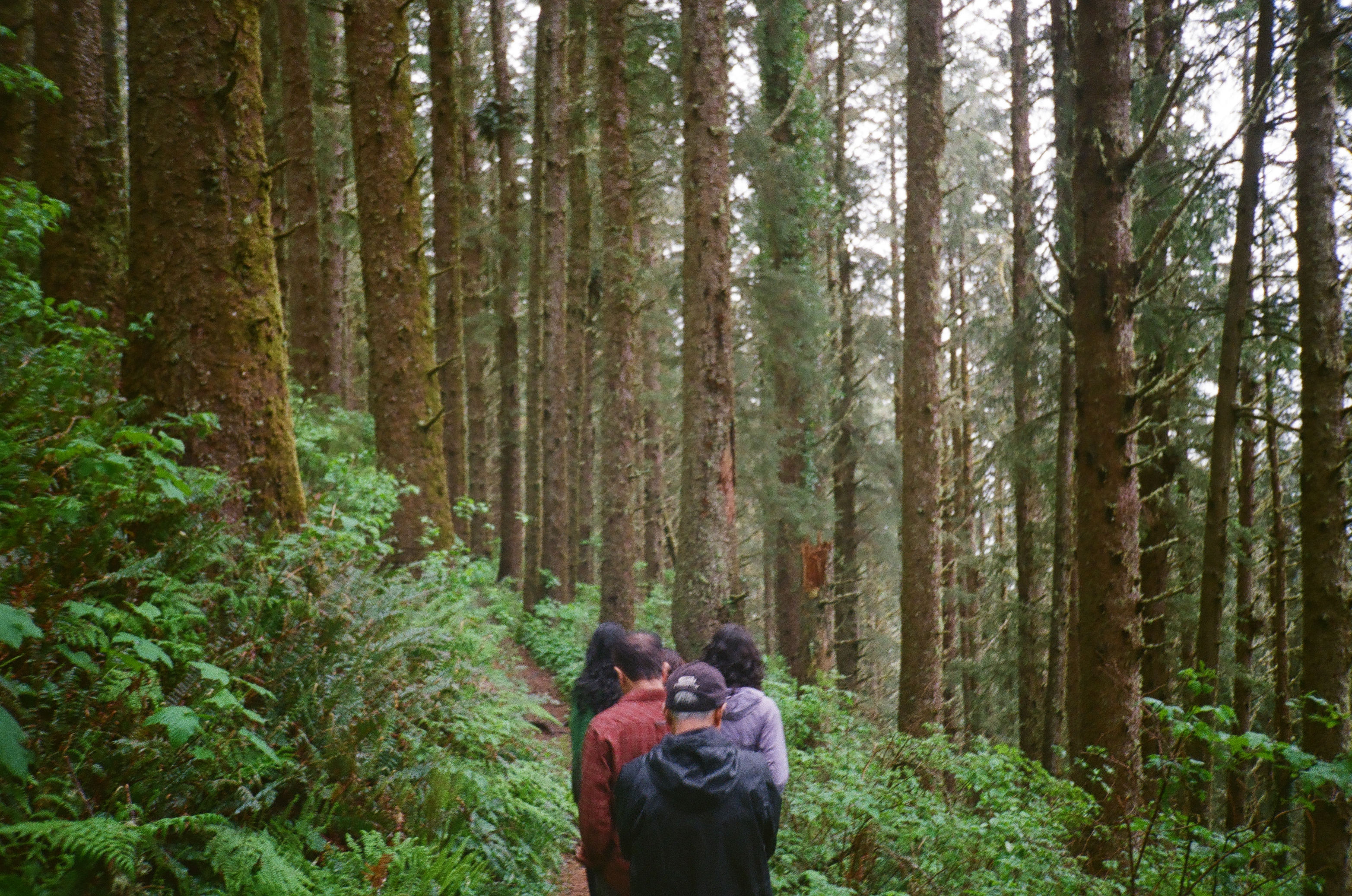 Forest with people
