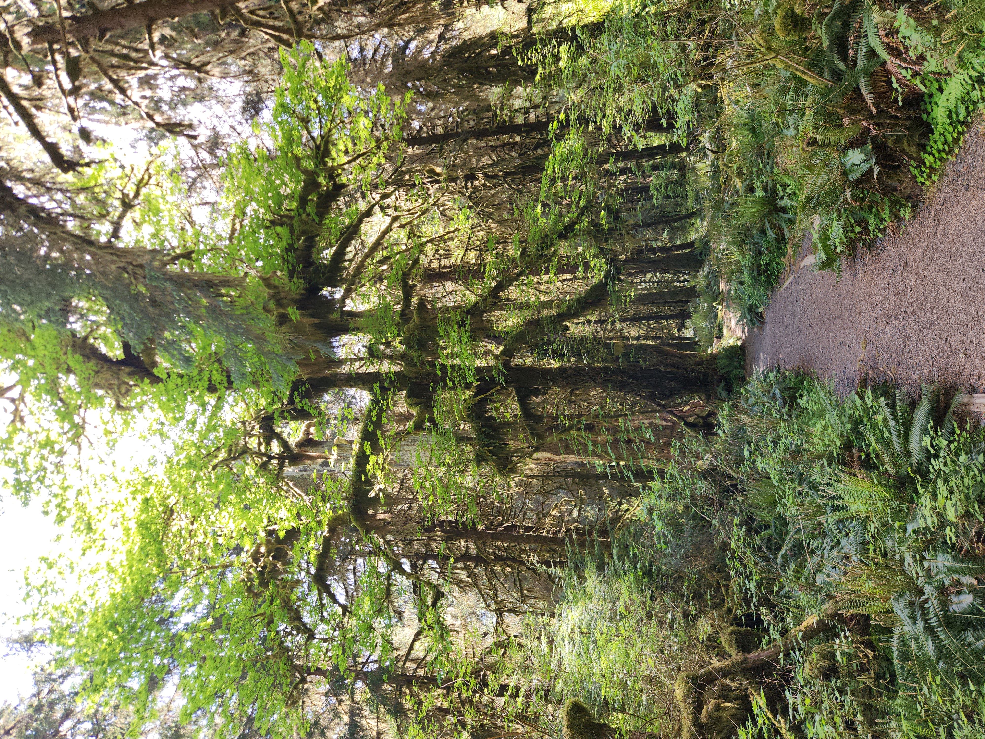 Rainforest