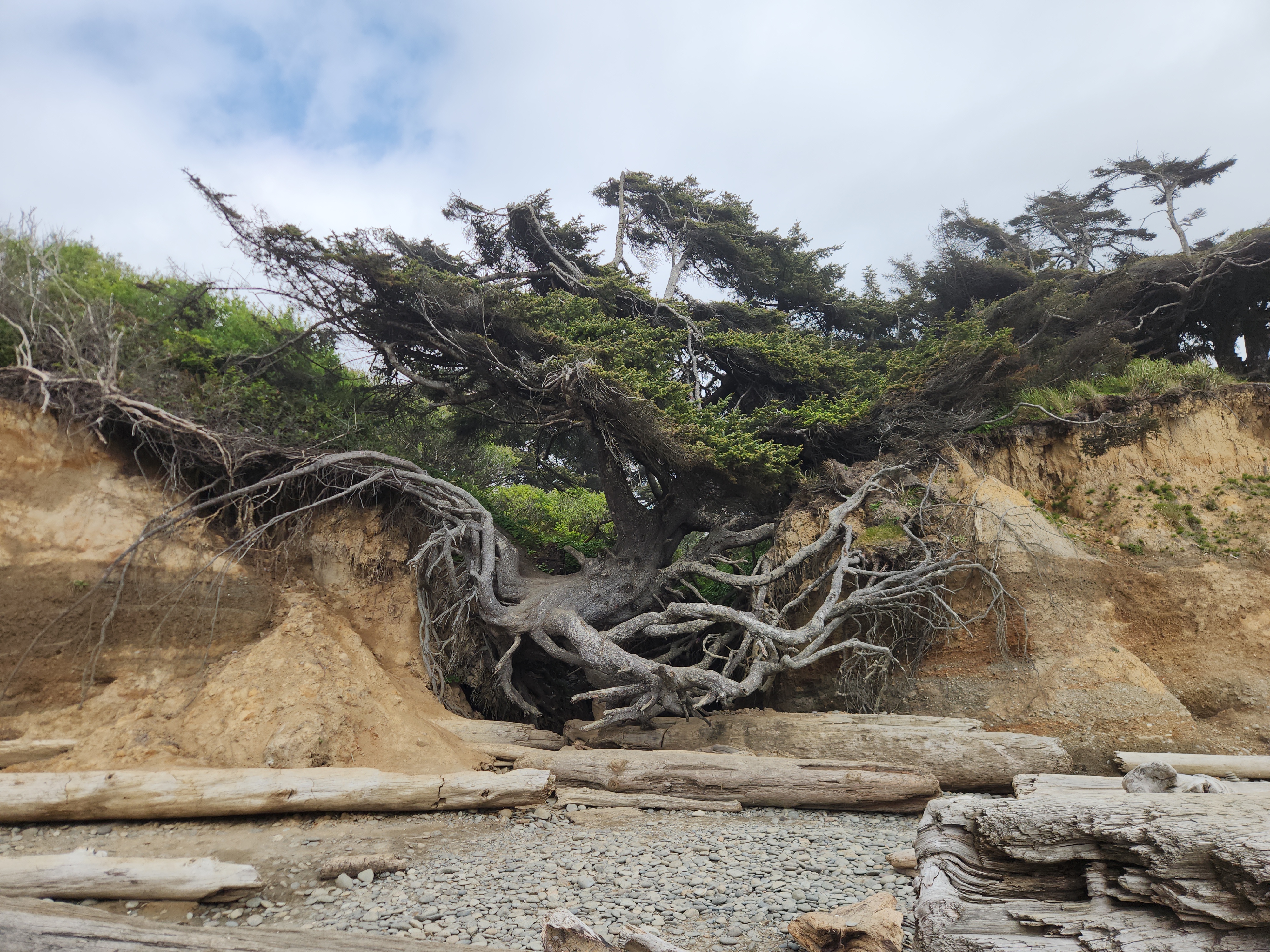 Tree of Life