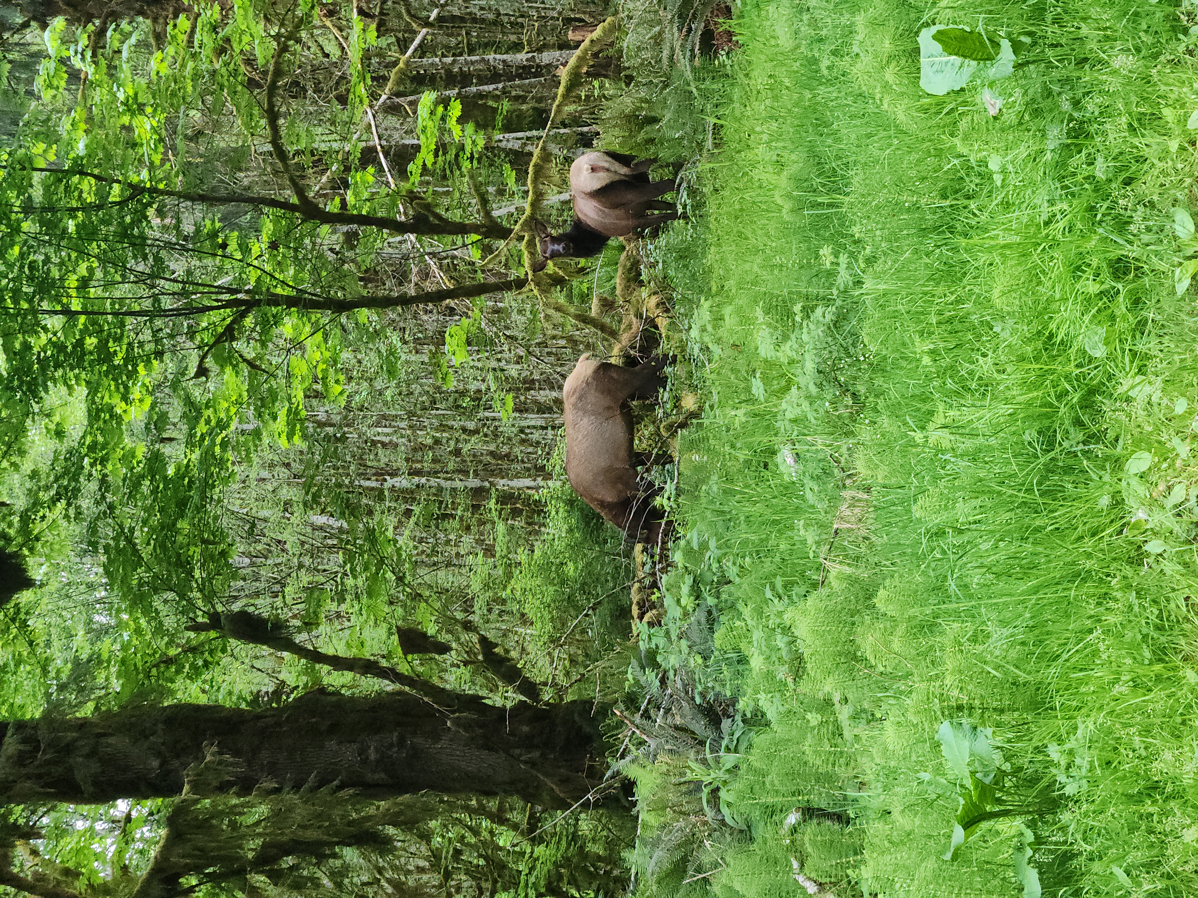 Elk